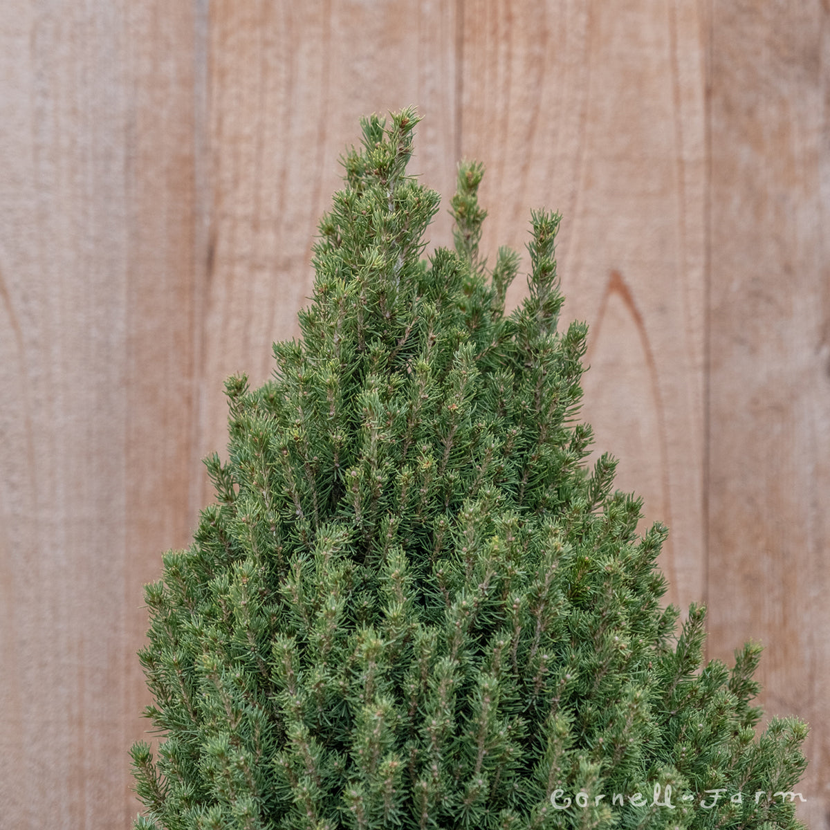 Picea g. Tiny Tower 2gal