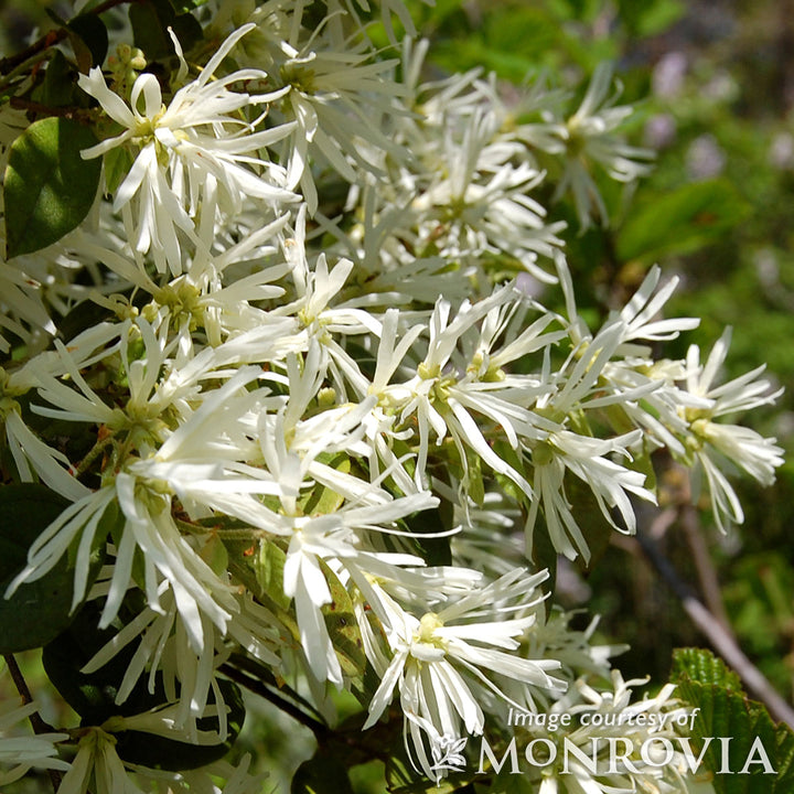 Loropetalum chinense 'Snow Panda' 5gal PT White Fringe Flower
