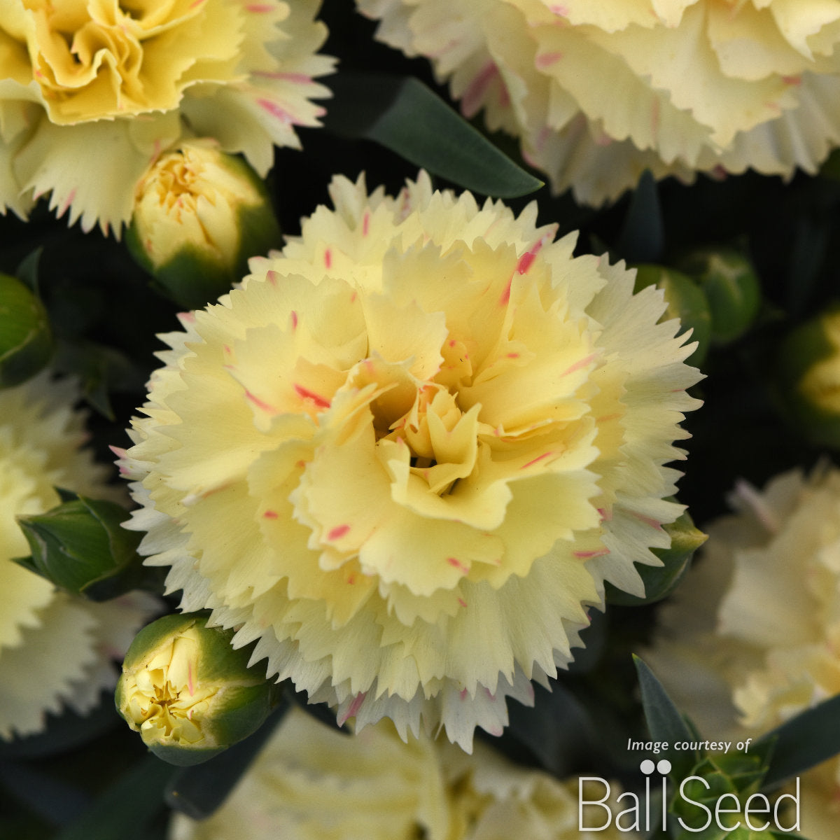 Dianthus Yellow SuperTrouper 4.25in CF – Cornell Farm