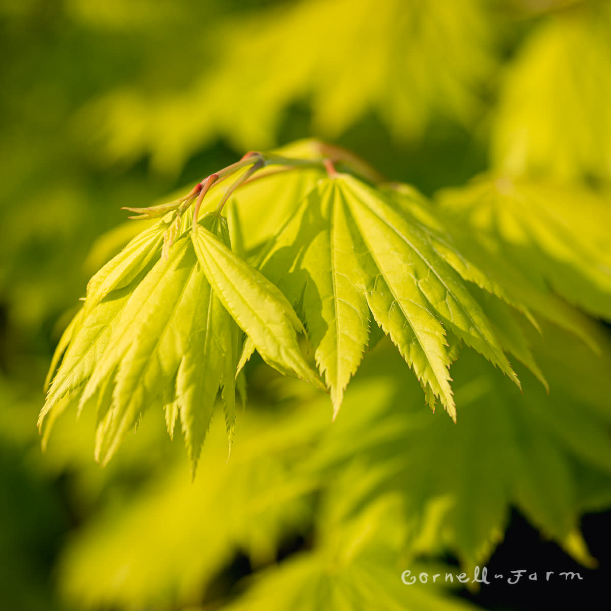 Acer s. Aureum 15gal Golden Full Moon Maple
