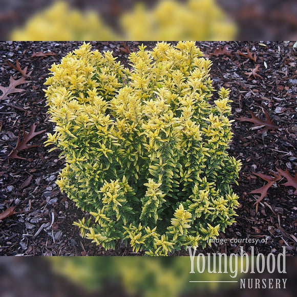 Euonymus j. mic. Butterscotch 5gal