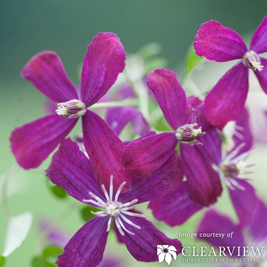 Clematis Sweet Summer Love 1gal purple