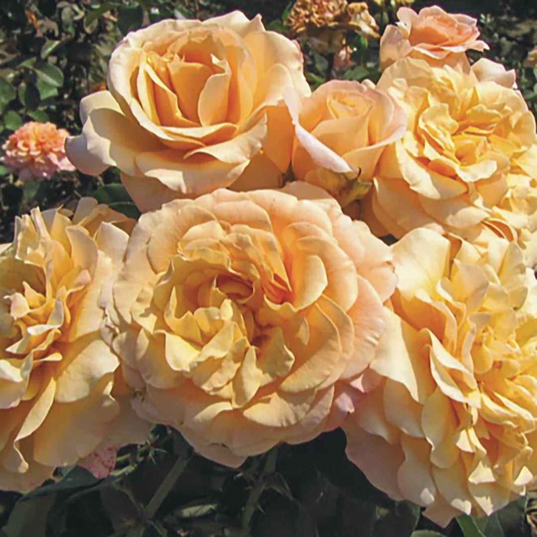 Rose Morning Glow 5gal Floribunda – Cornell Farm