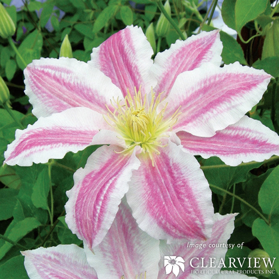 Clematis Vancouver Cotton Candy 2gal White/Pink bicolor