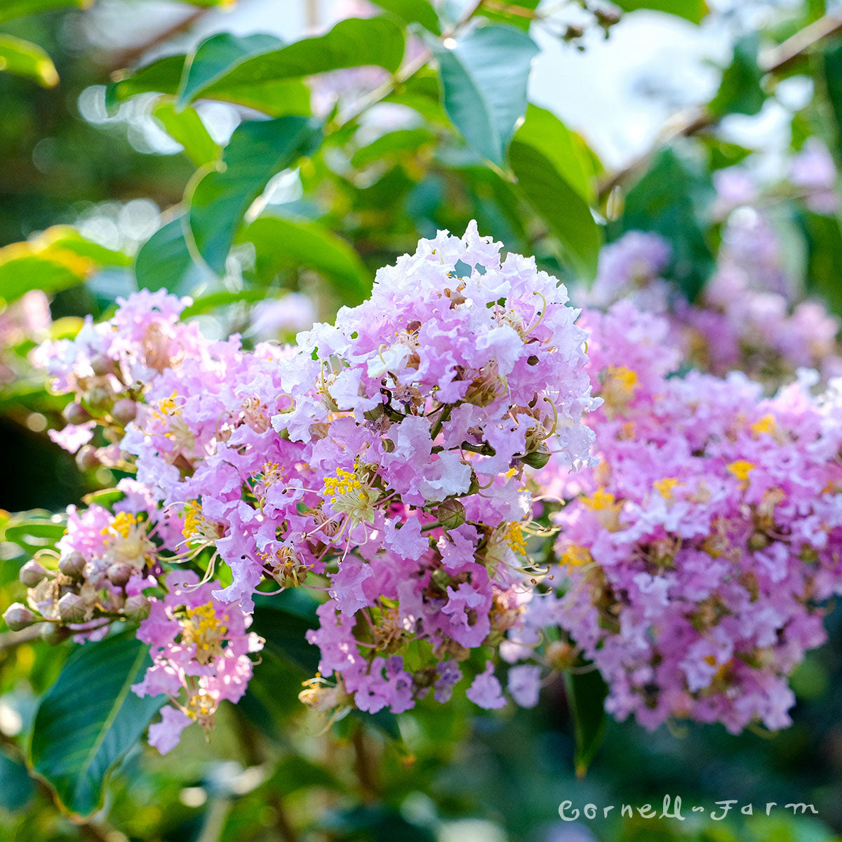 Lagerstroemia Muskogee 15gal Crape Myrtle Tree Form LavPink 1.25