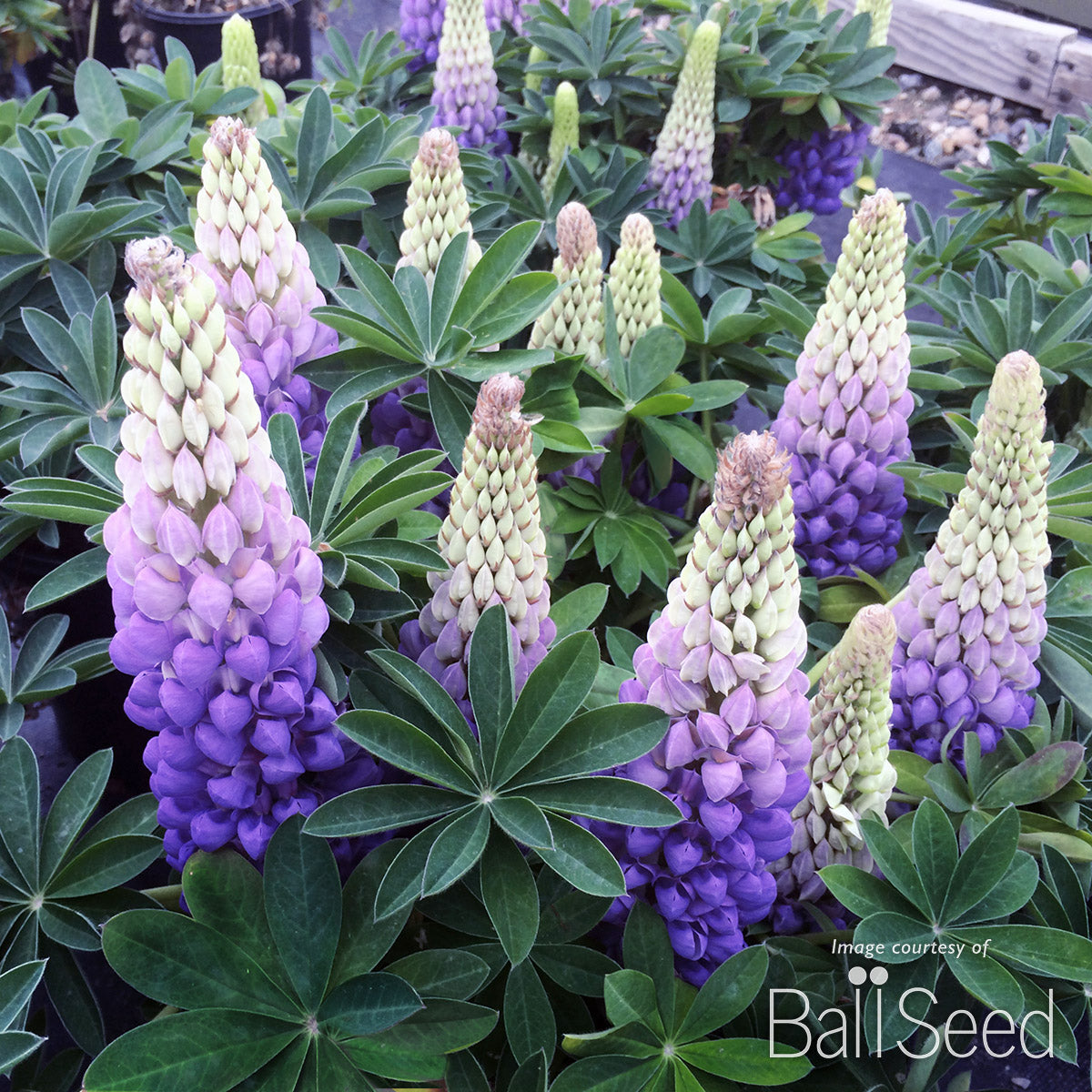 Lupinus Westcountry Persian Slipper 1gal Lupine CF