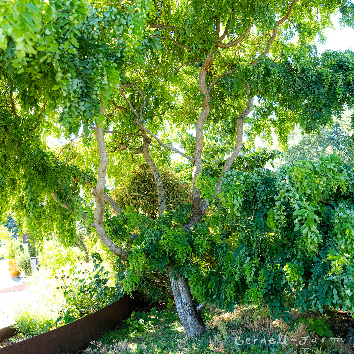 Robinia p. Lace Lady Twisty Baby 7gal