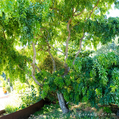 Robinia p. Lace Lady Twisty Baby 7gal