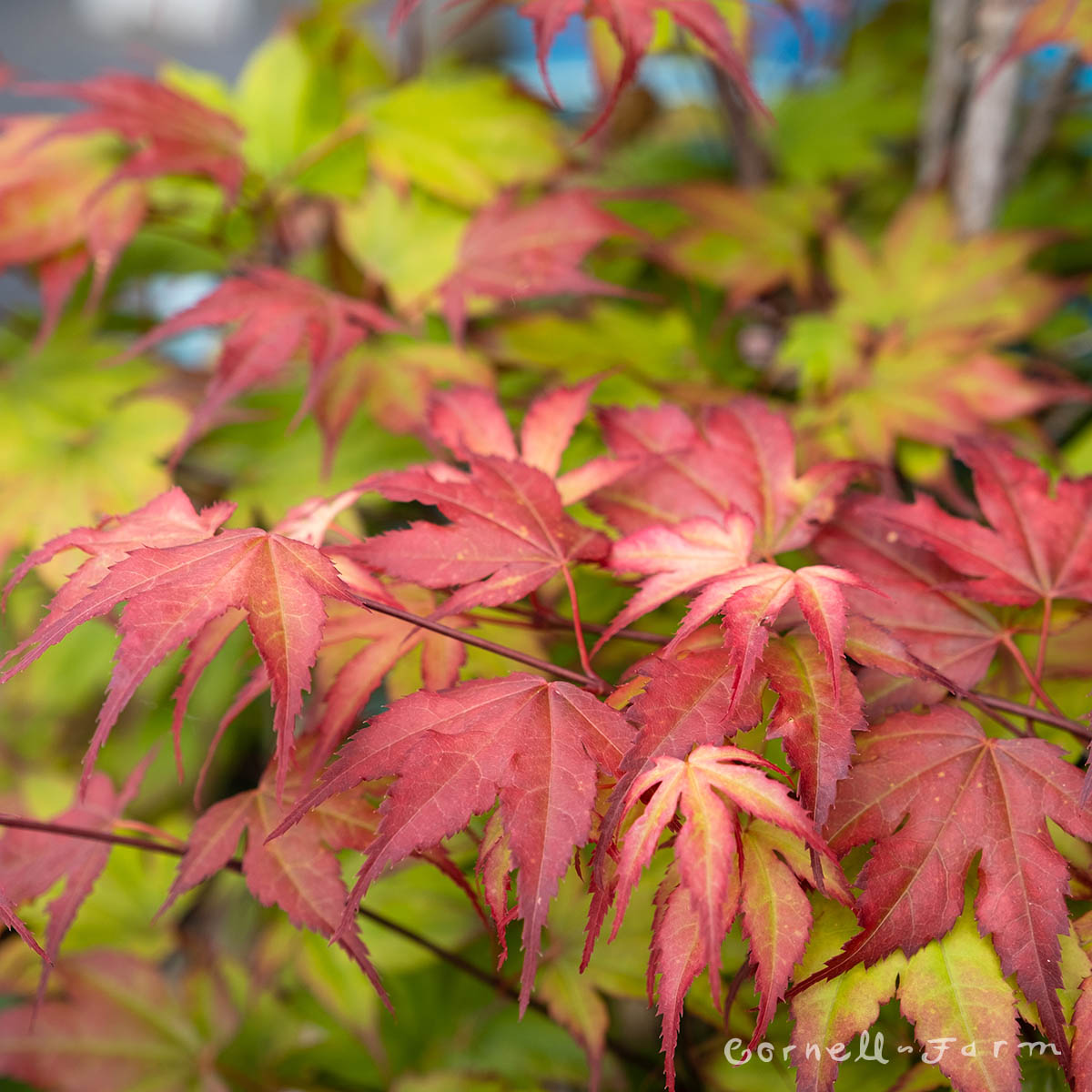 Acer p. Tsuma gaki 15gal Japanese Maple