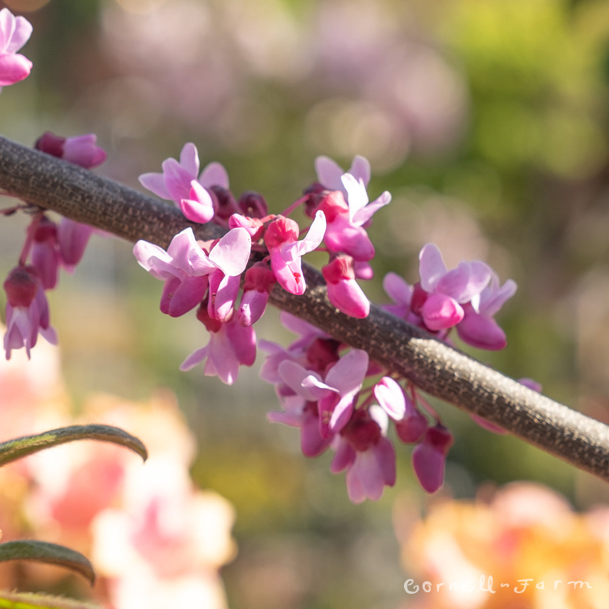 Cercis c. Oklahoma Sparkler 7gal Redbud