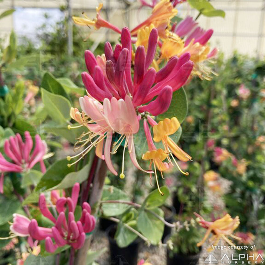 Lonicera p. Peaches and Cream 3gal ST Honeysuckle