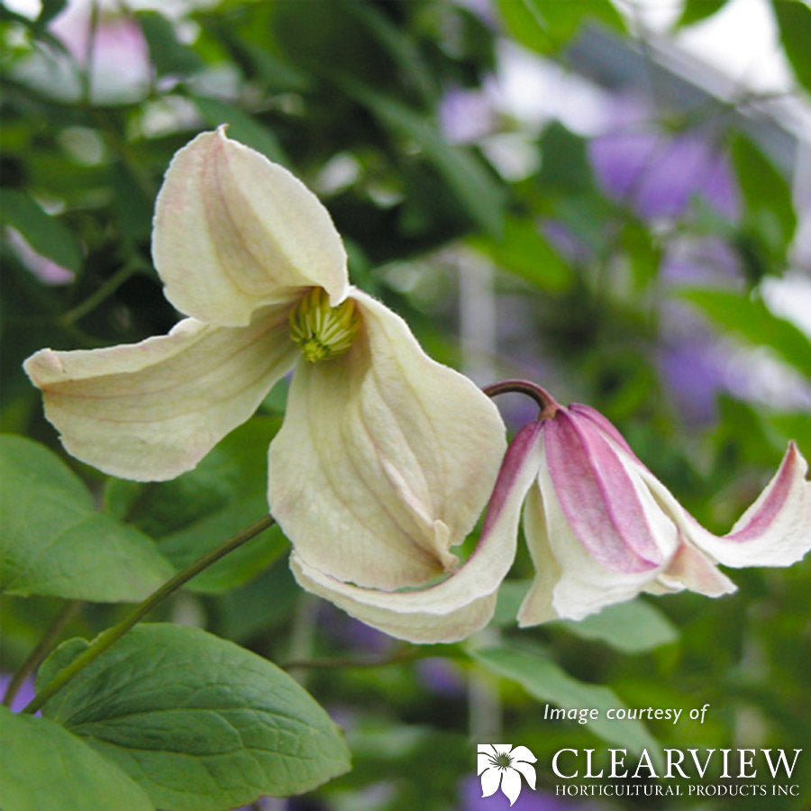 Clematis Pagoda 1gal bicolor pink/white