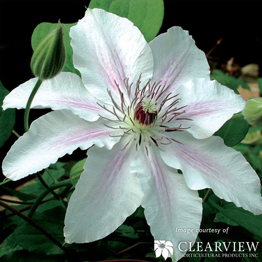 Clematis Fair Rosamund 1gal Bicolor Pink