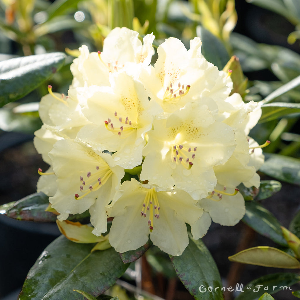 Rhododendron Capistrano 2gal Yellow  Cornell Farm