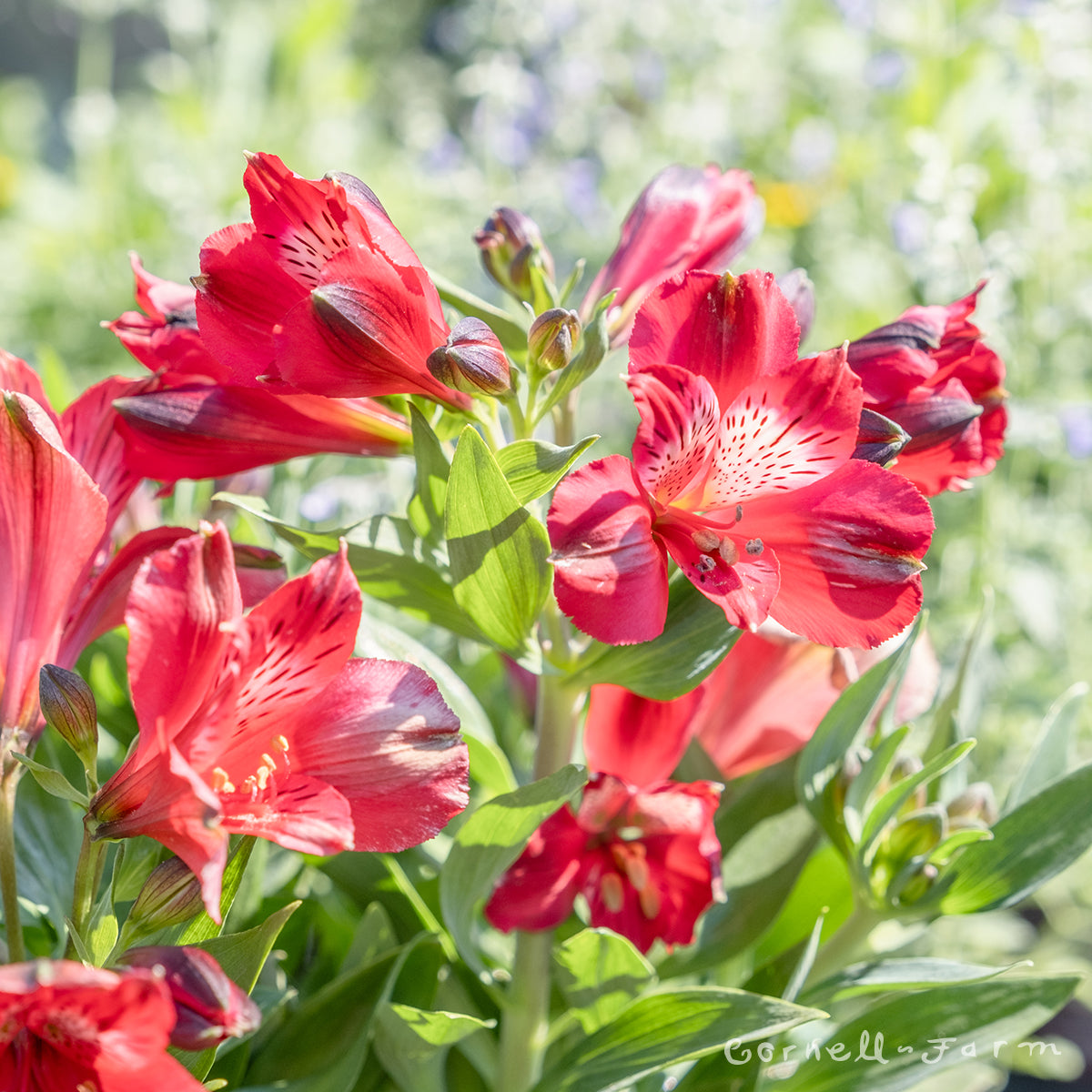 Alstroemeria Inca Bandit 1gal