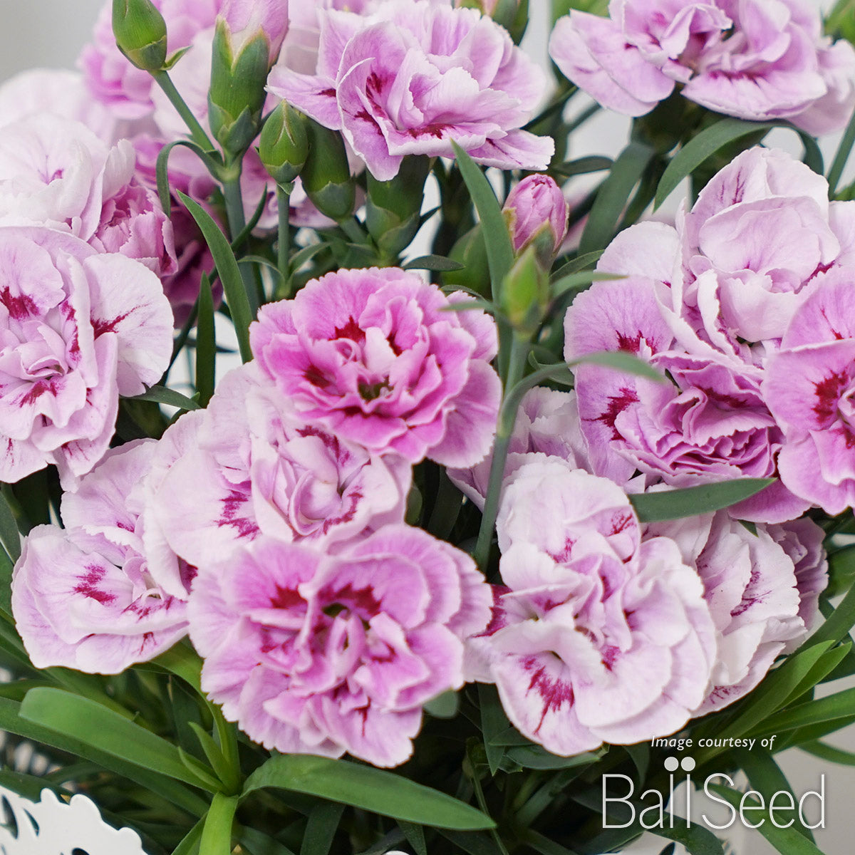 Dianthus Lavender+Eye SuperTrouper Qrt CF