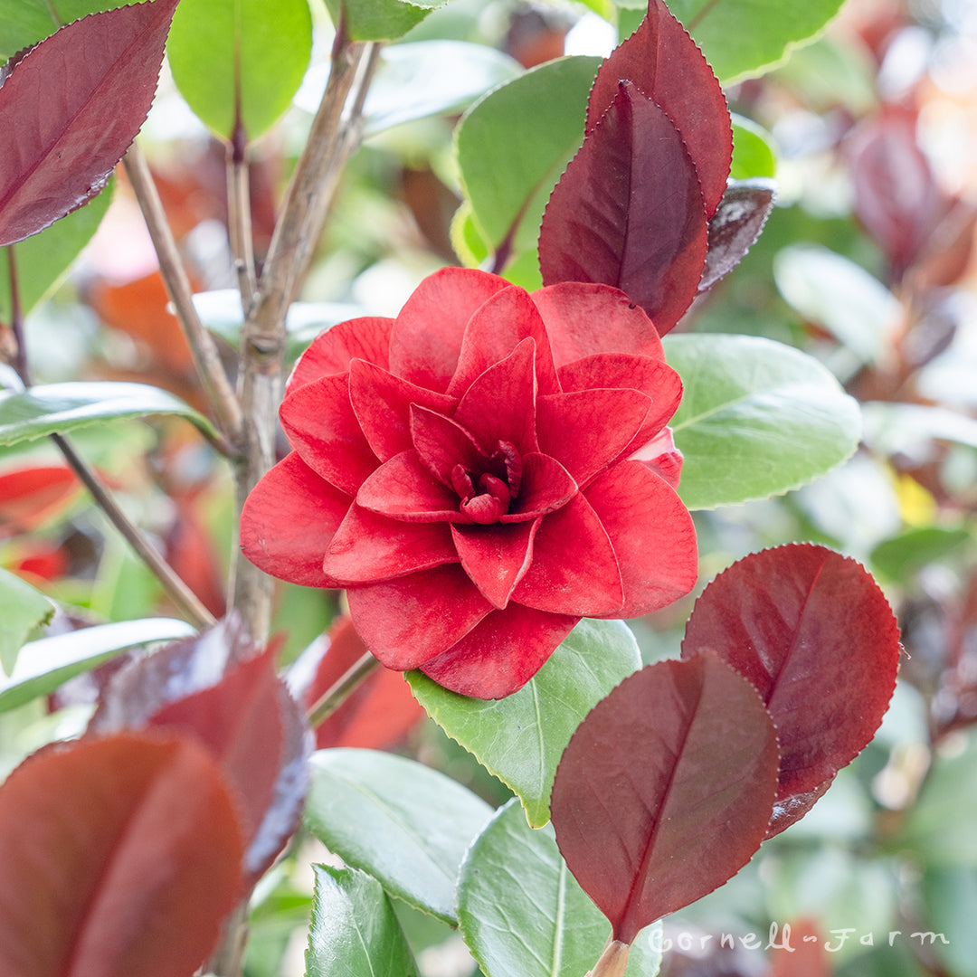 Camellia j. Vestito Rosso 7gal – Cornell Farm