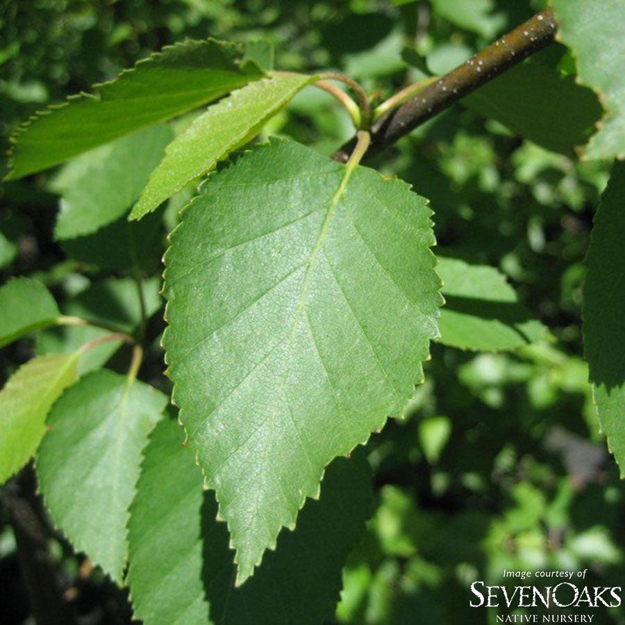 Alnus rhombifolia 3gal White Alder