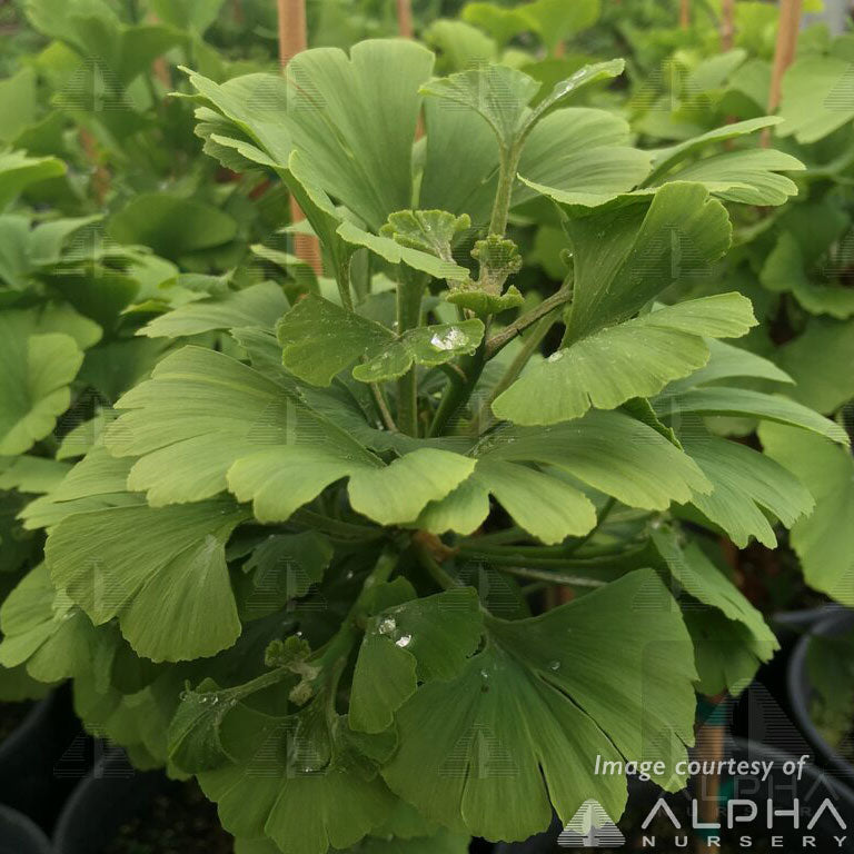 Ginkgo b. Mariken 2gal Dwarf Maidenhair Tree