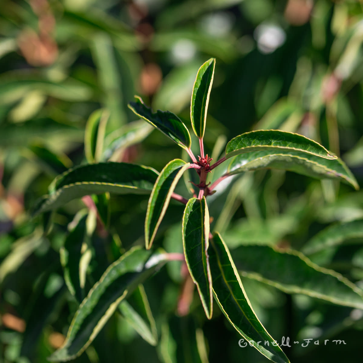 Prunus lus. 5gal Portuguese Laurel