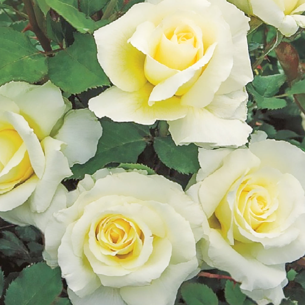 Rose Tree White Licorice 5gal PT 24" Floribunda