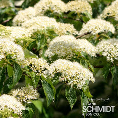 Cornus con. June Snow 25gal 1.5" Dogwood
