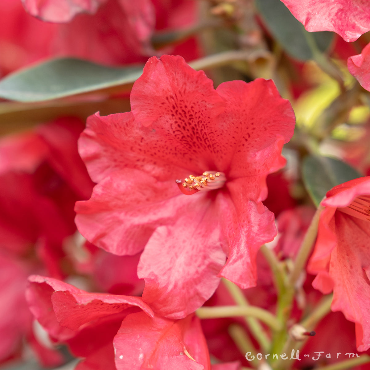 Rhododendron Rabatz 1gal