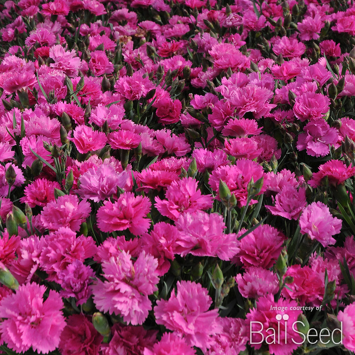 Dianthus Orchid Everlast Qrt Cf