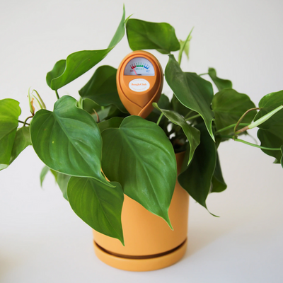 Moisture Meter Jungle Club Pink