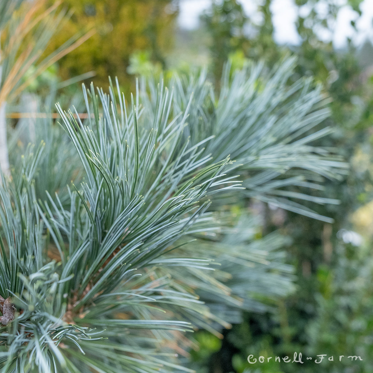 Pinus flexilis Vanderwolf 10gal. Limber Pine