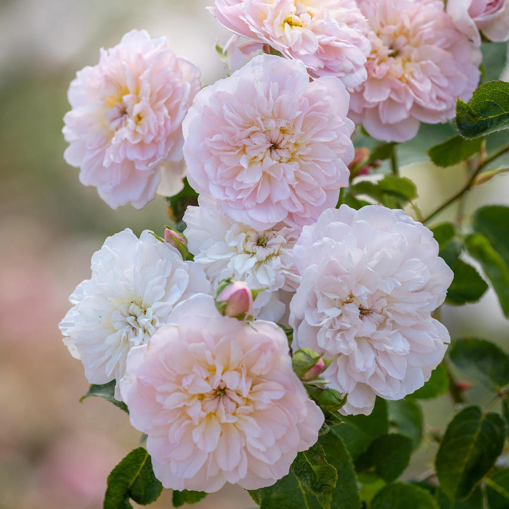 David Austin Elizabeth Rose