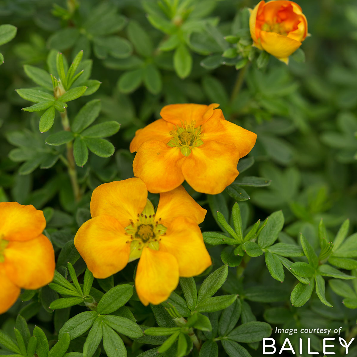 Potentilla Mandarin Tango 5gal