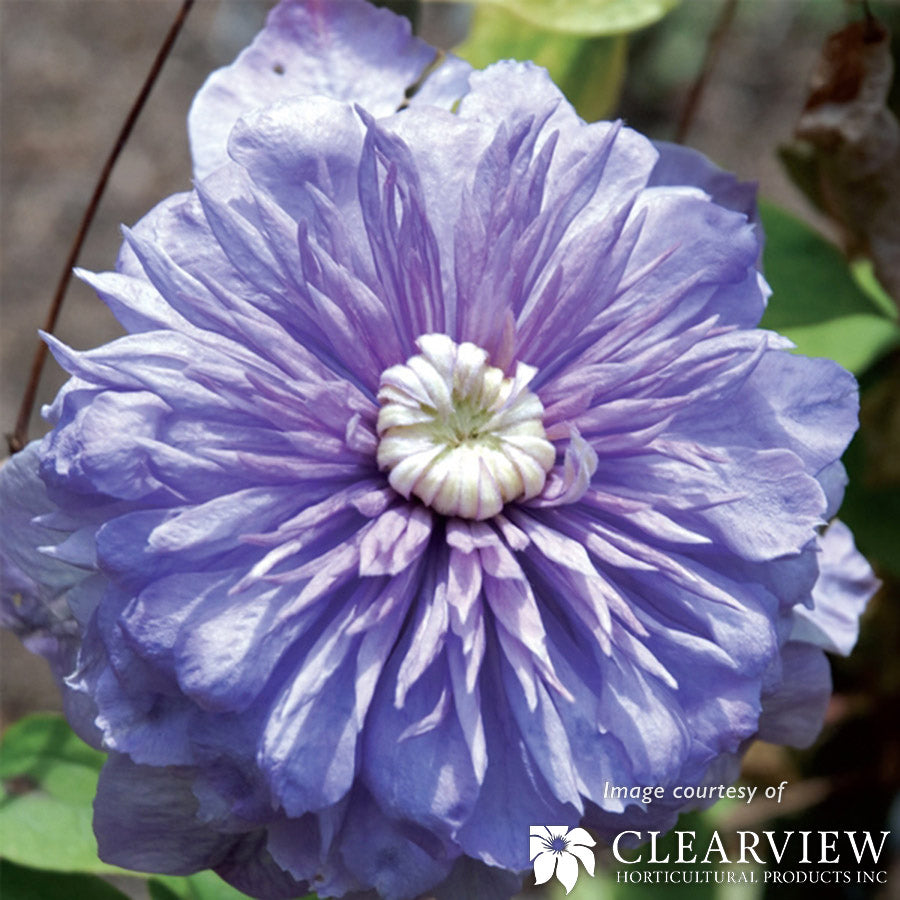 Clematis Blue Light Select 1gal