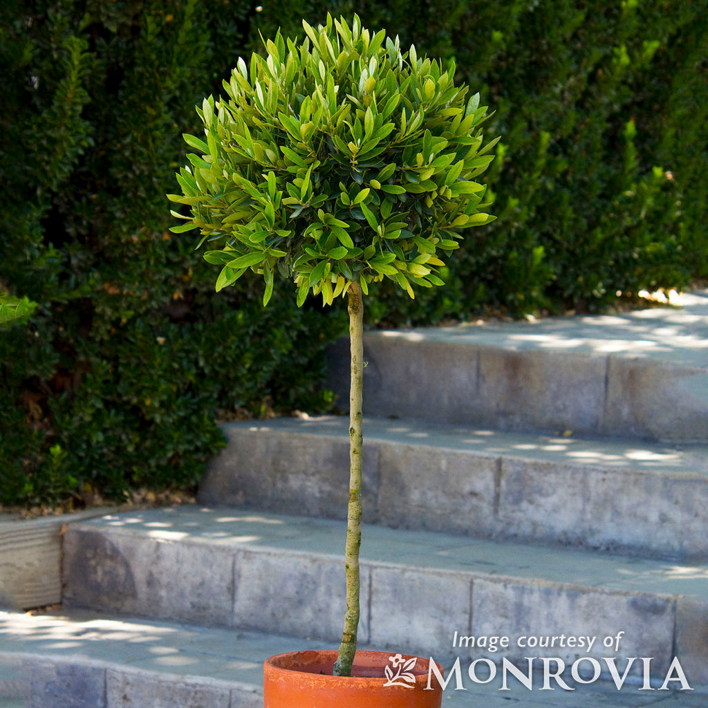 Olea Little Ollie 5gal Patio Tree (tall) – Cornell Farm