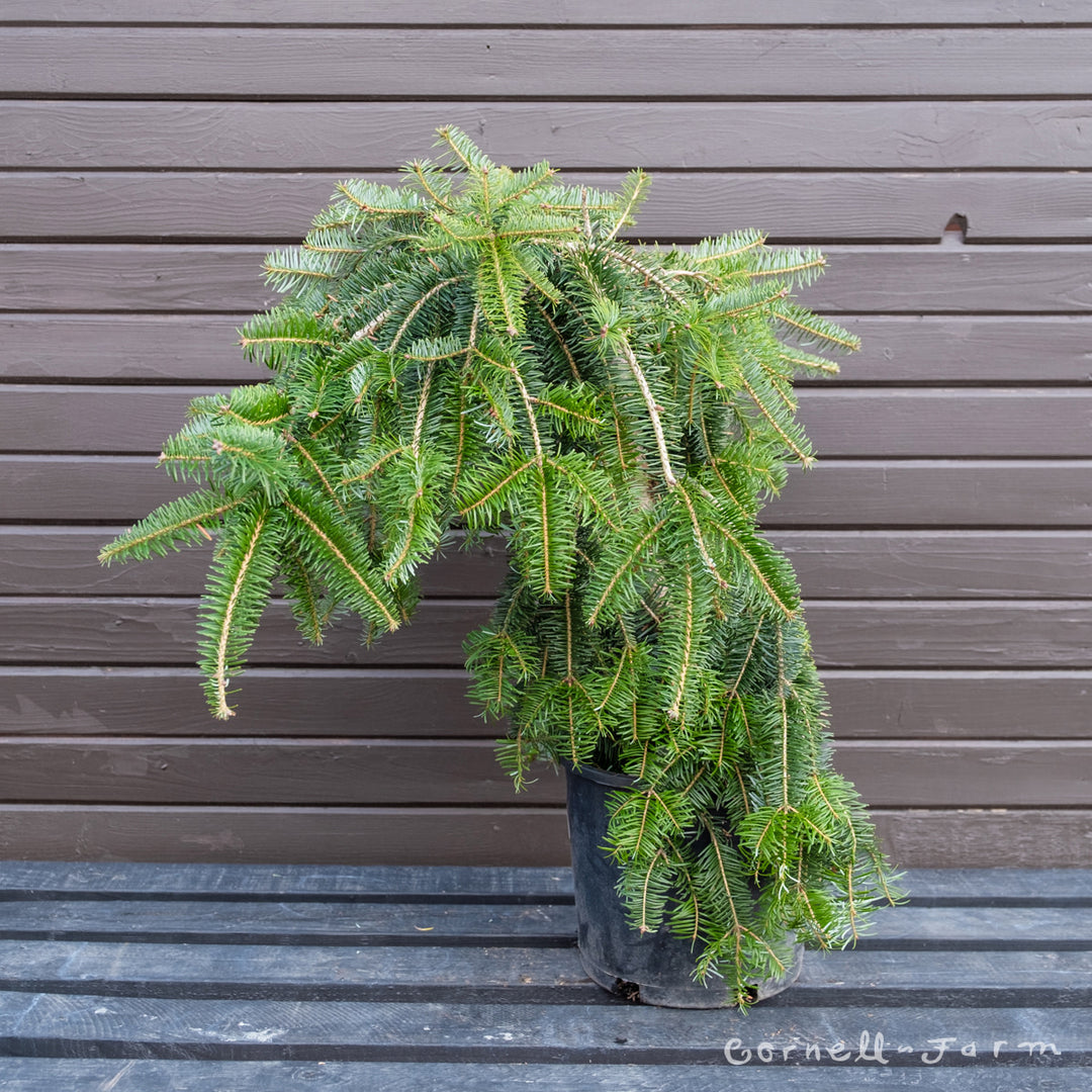 NOBU様　Picea abies nordmanniana コニファー　苗 Picea_abies_Gold_Finch_Rare_Dw