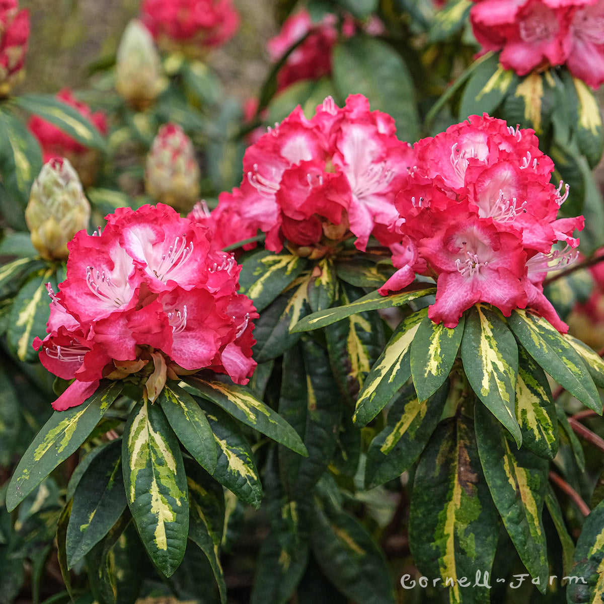 Rhododendron President Roosevelt 1gal Pinky-Red