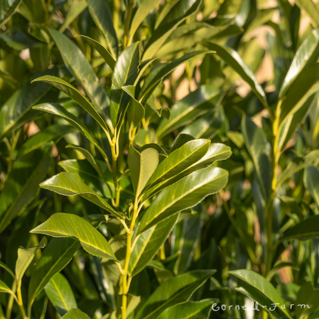 Prunus l. Schipkaensis 10gal English Skip Laurel
