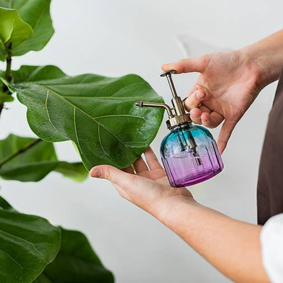 Ombre Plant Mister - Assorted