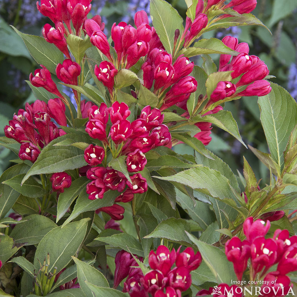 Weigela Crimson Kisses 5gal