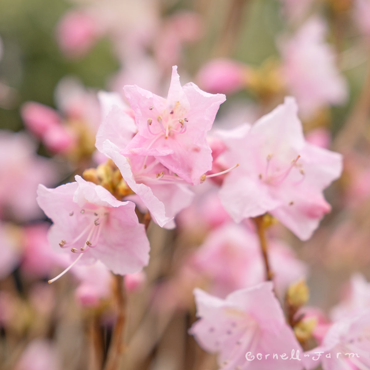 Rhododendron Cornell Pink 6gal