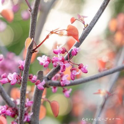 Cercis c. Flame Thrower 15gal Redbud