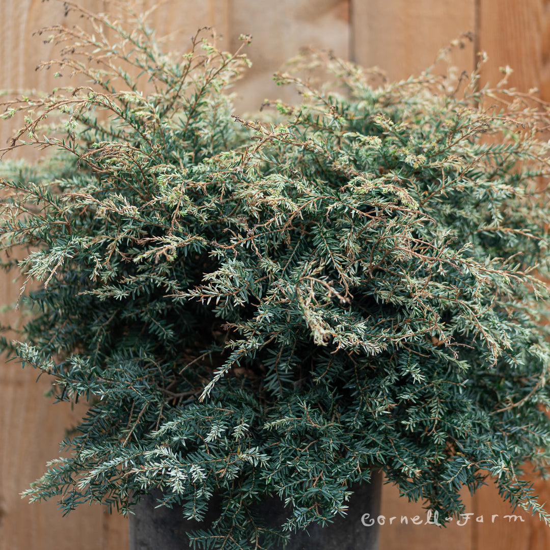 Tsuga c. Gentsch White 2gal Hemlock – Cornell Farm