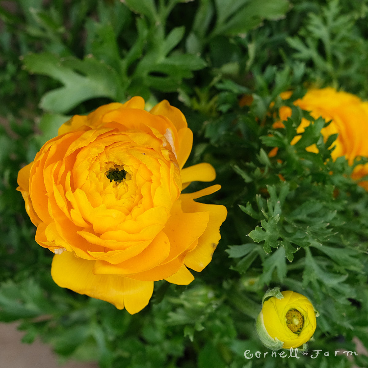 Ranunculus Yellow 6in – Cornell Farm