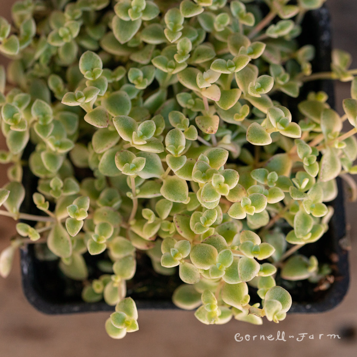 Sedum Little Missy 4.25in CF