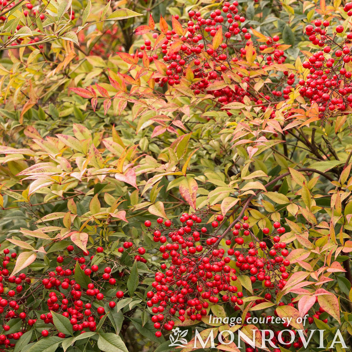 Nandina domestica 5gal Heavenly Bamboo