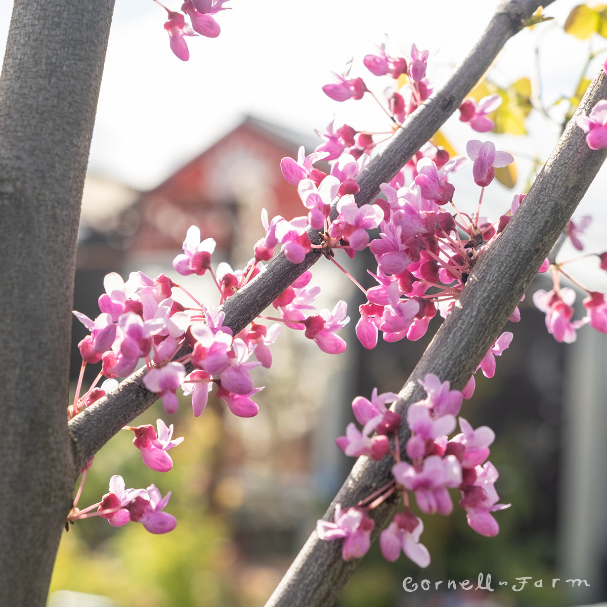 Cercis c. Luscious Lavender 15gal 1.25" Redbud
