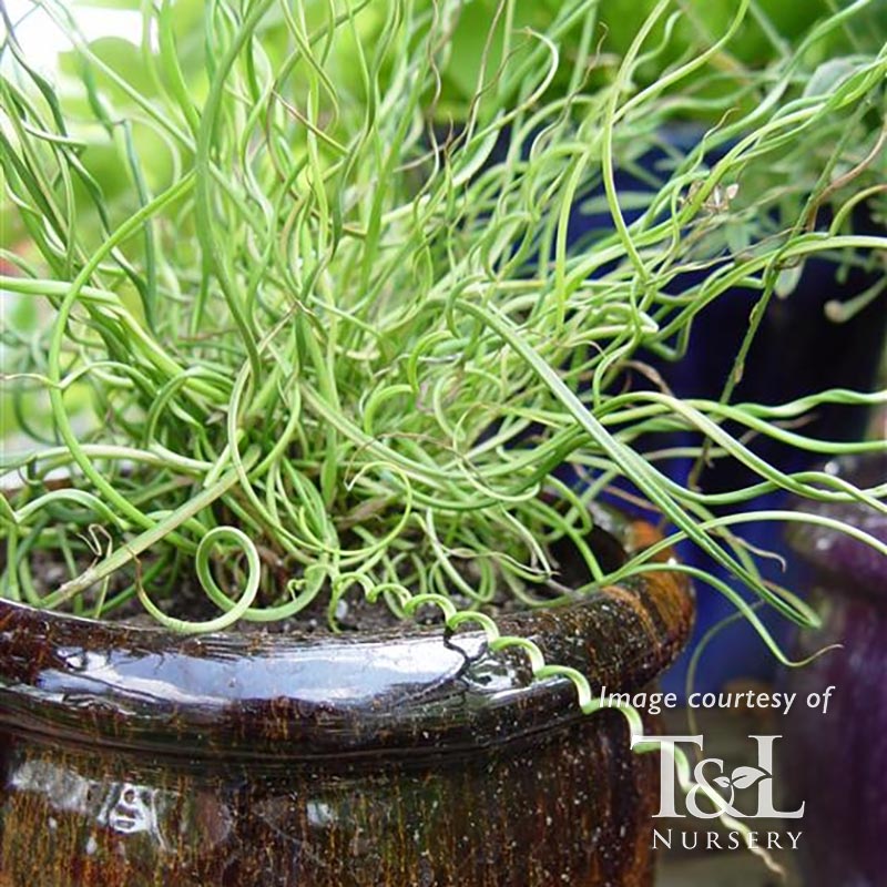 Juncus effusus Twister 1gal