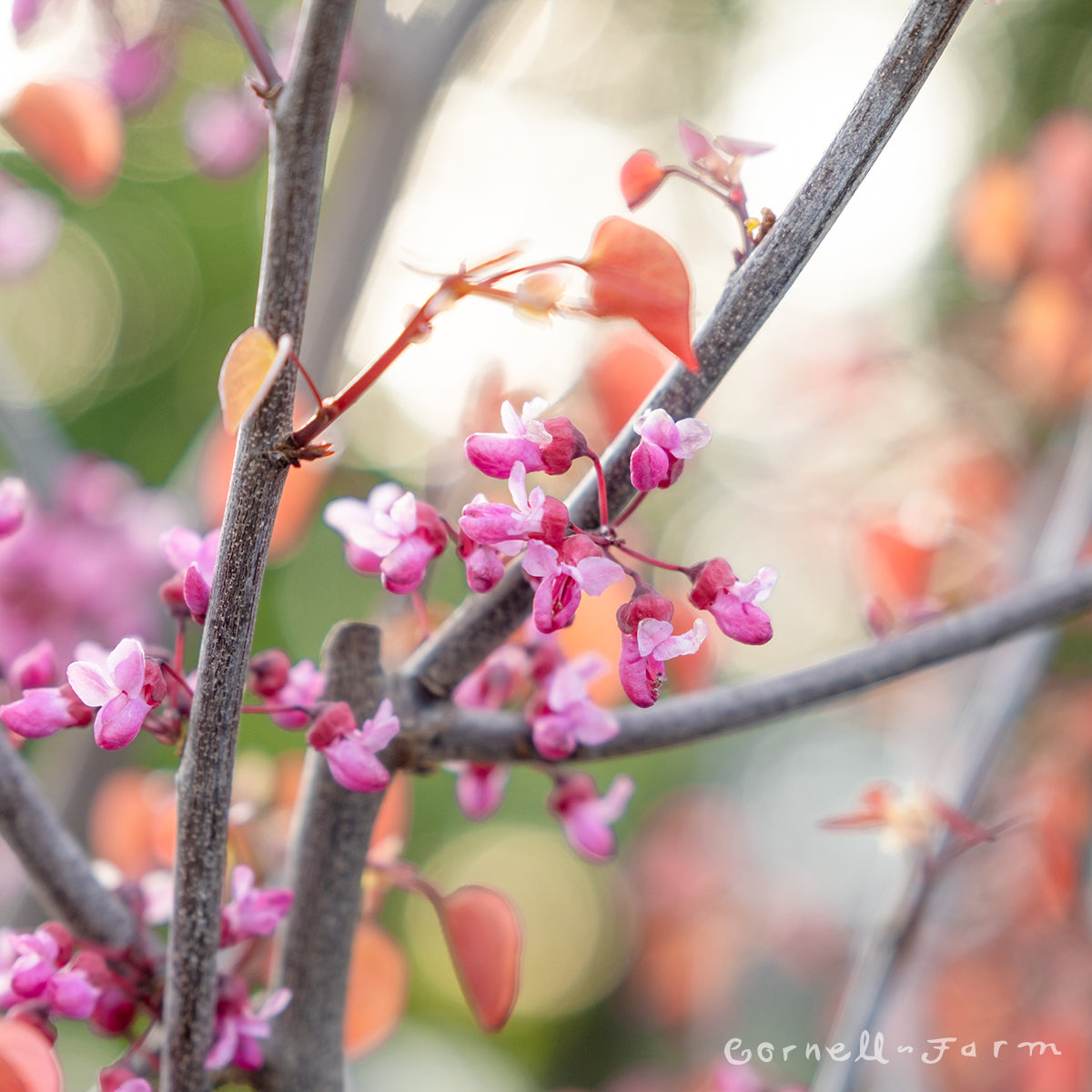 Cercis c. Flame Thrower 5gal Redbud