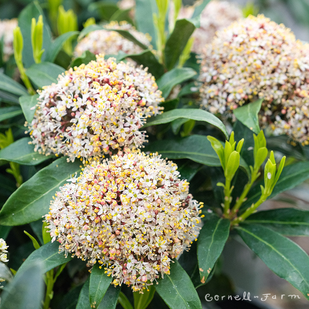 Skimmia j. (Male) 1gal