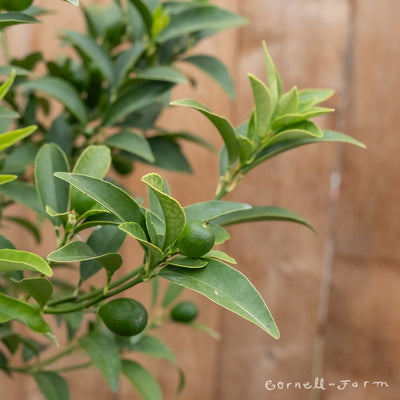 Citrus kumquat Nagami 5gal